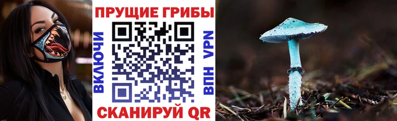 купить   Курган  кракен рабочий сайт  Галлюциногенные грибы Psilocybe 