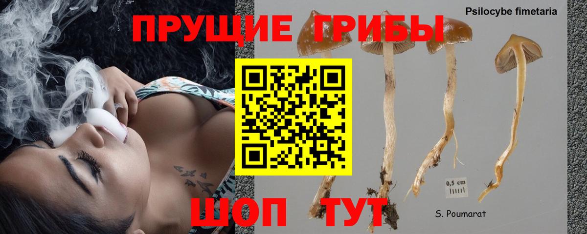 Курган  Псилоцибиновые грибы Psilocybe  Вход с VPN  Псилоцибиновые грибы мухоморы 
